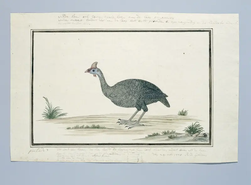 Numida meleagris (Helmparelhoen) Wall Art by Robert Jacob Gordon - High-Resolution Digital Print