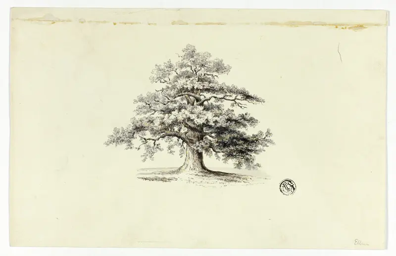Oak Tree Wall Art by Unknown artist - High-Resolution Digital Print