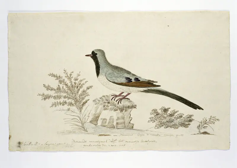 Oena capensis (Namaqua dove) Wall Art by Robert Jacob Gordon - High-Resolution Digital Print