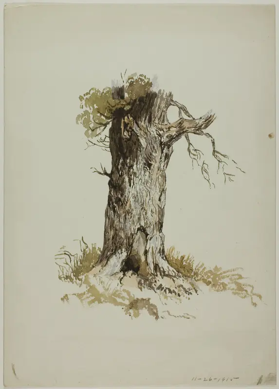 Old Tree Trunk (recto); Old Tree Trunk (verso) Wall Art by Unknown artist - High-Resolution Digital Print