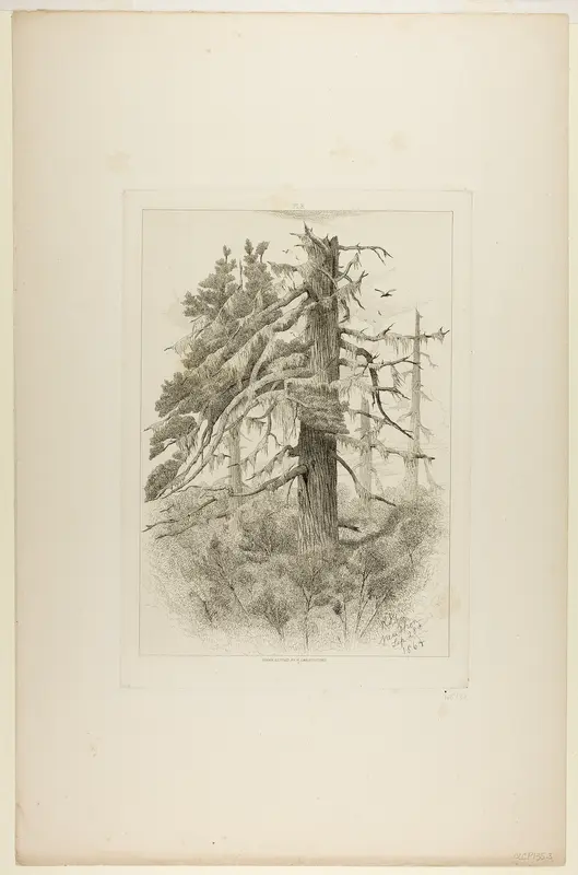 Old Trees at Naushon Island