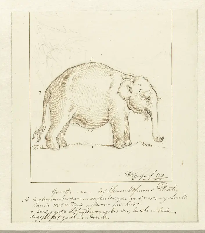Olifant Wall Art by Petrus Camper - High-Resolution Digital Print