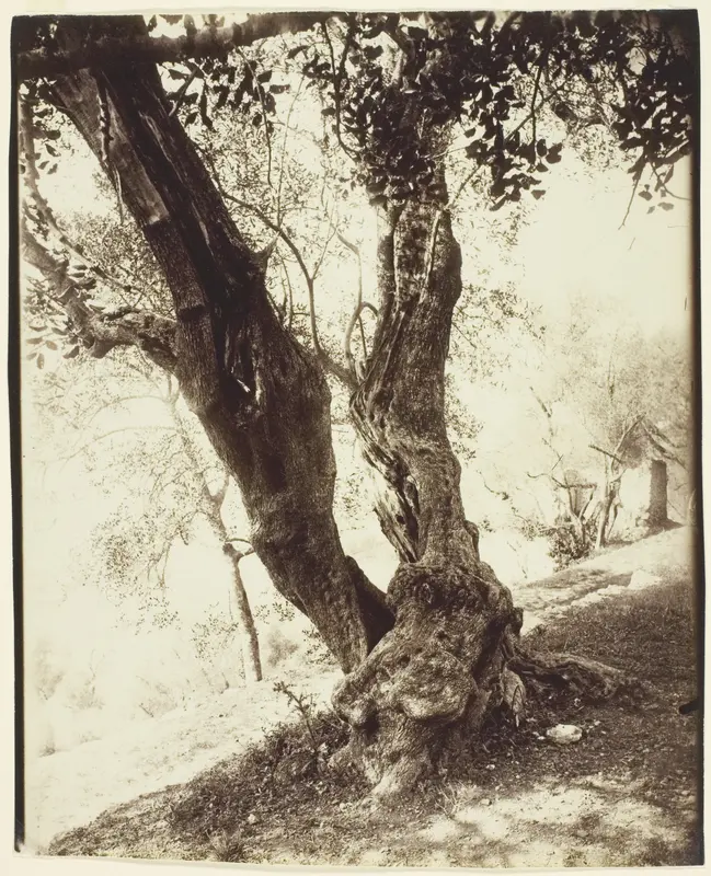 Olivier, Nice (Olive Tree, Nice)