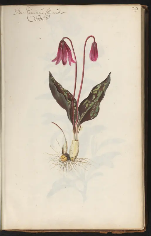 Ontplooiende hondstand (Erythronium dens-canis) Wall Art by anonymous - High-Resolution Digital Print