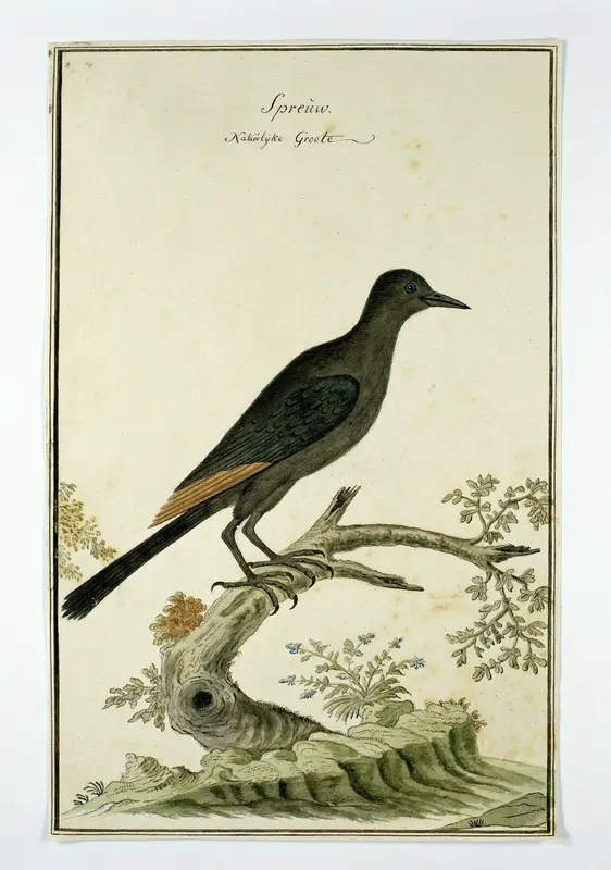 Onychognathus morio (Red-winged starling) Wall Art by Robert Jacob Gordon - High-Resolution Digital Print