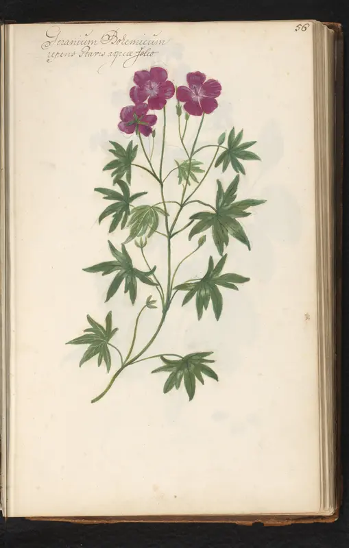 Ooievaarsbek (Geranium) Wall Art by anonymous - High-Resolution Digital Print