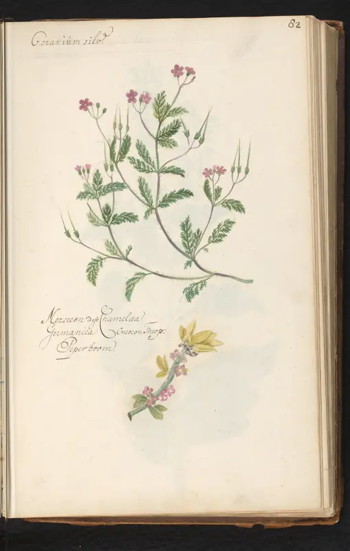 Ooievaarsbek (Geranium) en rood peperboompje (Daphne mezereum) Wall Art by anonymous - High-Resolution Digital Print