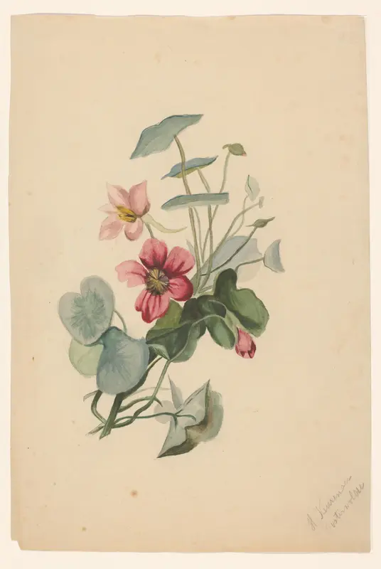 Oost-Indische kers Wall Art by Unknown - High-Resolution Digital Print