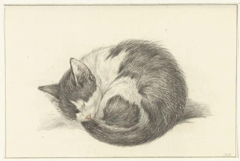Opgerold liggende, slapende kat Wall Art by Jean Bernard - High-Resolution Digital Print