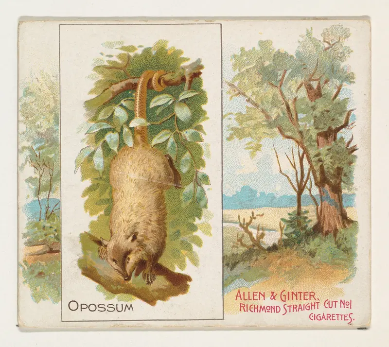 Opossum, from Quadrupeds series (N41) for Allen & Ginter Cigarettes Wall Art by Allen & Ginter - High-Resolution Digital Print