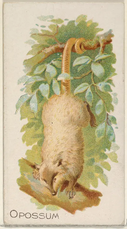 Opossum, from the Quadrupeds series (N21) for Allen & Ginter Cigarettes Wall Art by Allen & Ginter - High-Resolution Digital Print