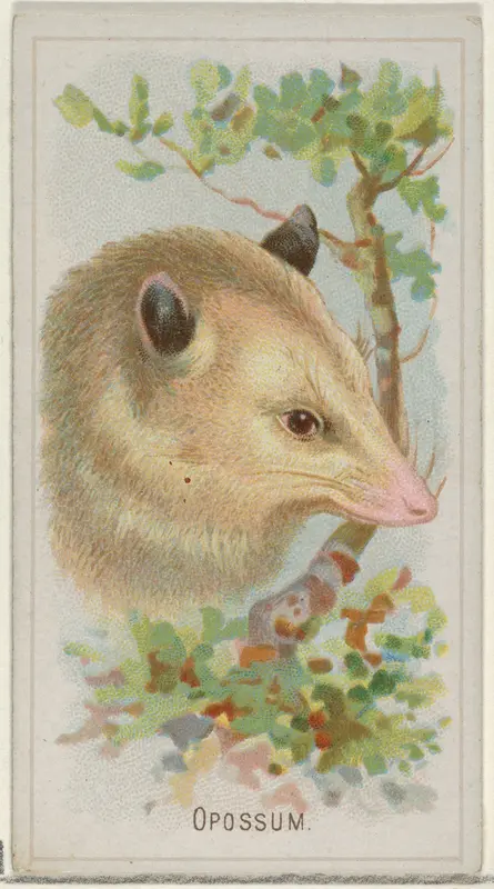 Opossum, from the Wild Animals of the World series (N25) for Allen & Ginter Cigarettes Wall Art by Allen & Ginter - High-Resolution Digital Print