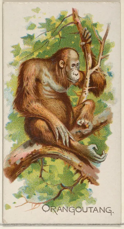 Orangoutang, from the Quadrupeds series (N21) for Allen & Ginter Cigarettes Wall Art by Allen & Ginter - High-Resolution Digital Print