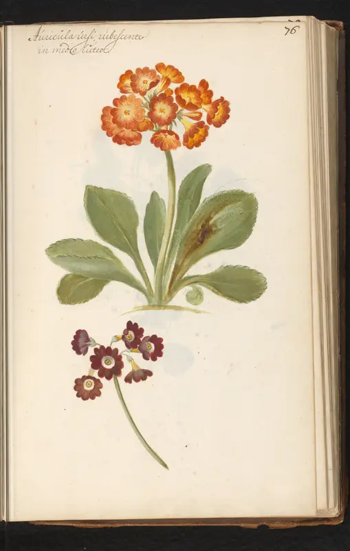 Oranje en rode aurikel (Primula auricula) Wall Art by anonymous - High-Resolution Digital Print
