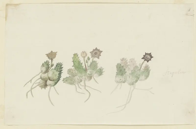 Orbea verrucosa (Masson) L.C. Leach. (Hirsute Stapelia) Wall Art by Robert Jacob Gordon - High-Resolution Digital Print