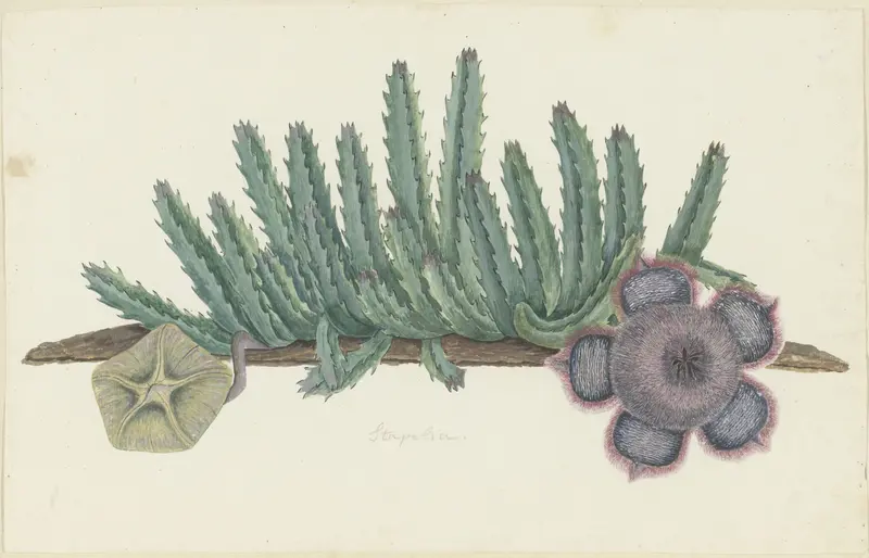 Orbea verrucosa (Masson) L.C. Leach.(SHirsute stapelia) Wall Art by Robert Jacob Gordon - High-Resolution Digital Print