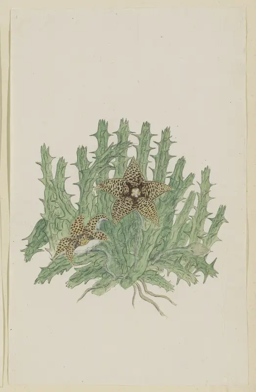 Orbea verucosa (Masson) L.C. Leach. Wall Art by Robert Jacob Gordon - High-Resolution Digital Print