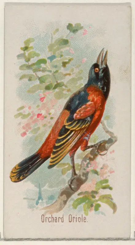 Orchard Oriole, from the Song Birds of the World series (N23) for Allen & Ginter Cigarettes Wall Art by Allen & Ginter - High-Resolution Digital Print