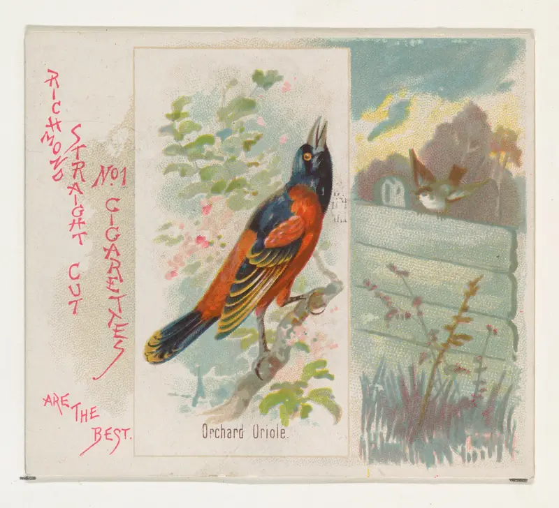 Orchard Oriole, from the Song Birds of the World series (N42) for Allen & Ginter Cigarettes Wall Art by Allen & Ginter - High-Resolution Digital Print