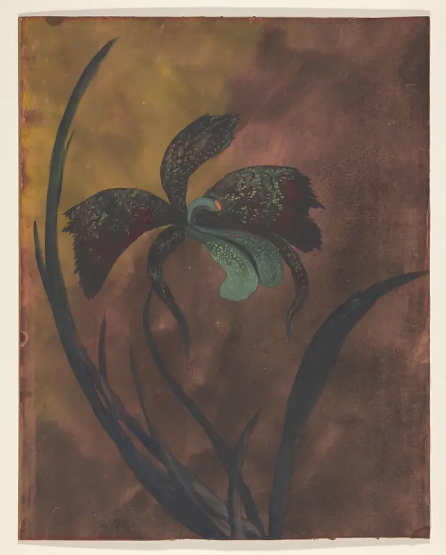 Orchidee Wall Art by Unknown - High-Resolution Digital Print