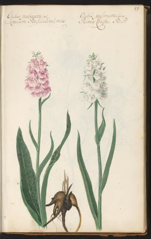 Orchideeën en wortelknol (Dactylorhiza maculata en Dactylorhiza sambucina) Wall Art by anonymous - High-Resolution Digital Print