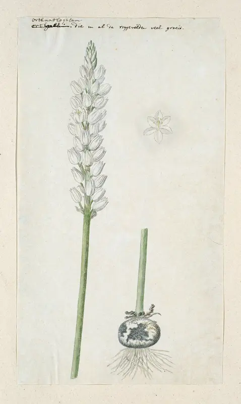 Ornithogalum conicum Jacq. Wall Art by Robert Jacob Gordon - High-Resolution Digital Print