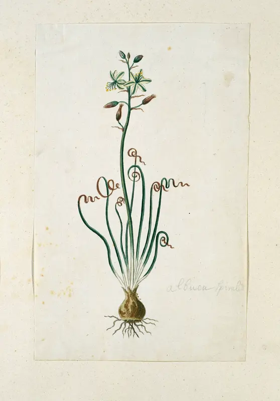 Ornithogalum polyphyllum Jacq Wall Art by Robert Jacob Gordon - High-Resolution Digital Print