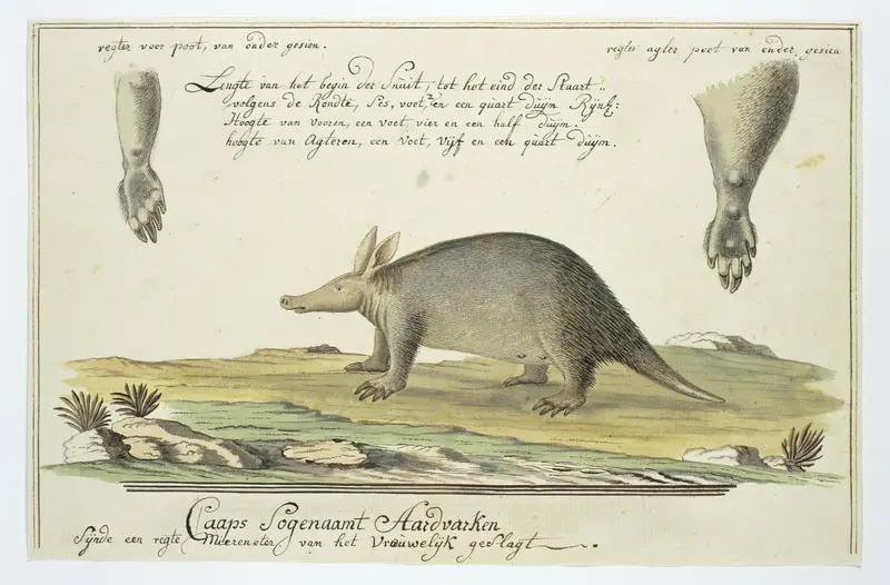 Orycteropus afer (Aardvark) Wall Art by Robert Jacob Gordon - High-Resolution Digital Print