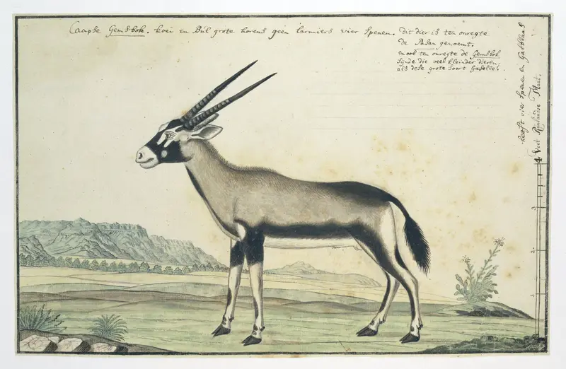 Oryx gazella (Gemsbok) Wall Art by Robert Jacob Gordon - High-Resolution Digital Print