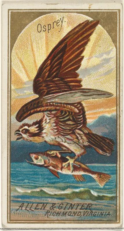 Osprey, from the Birds of America series (N4) for Allen & Ginter Cigarettes Brands Wall Art by Allen & Ginter - High-Resolution Digital Print