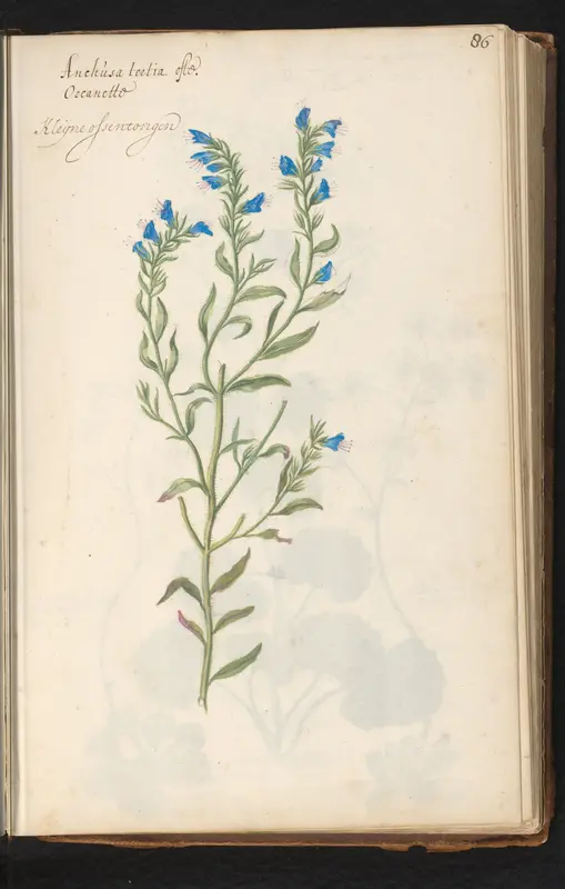 Ossentong (Anchusa officinalis) Wall Art by anonymous - High-Resolution Digital Print