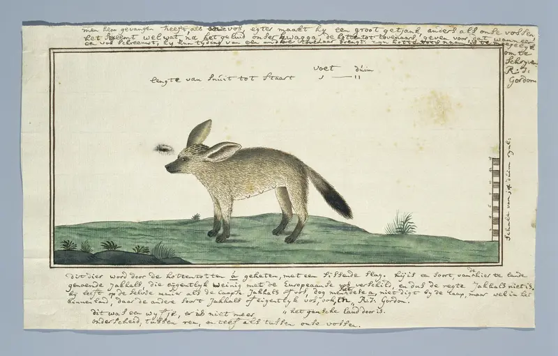 Otocyon megalotis (Grootoorvos; vrouwelijk) Wall Art by Robert Jacob Gordon - High-Resolution Digital Print