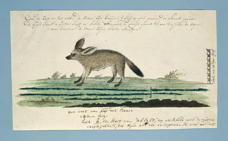 Otocyon megalotis (Grootoorvos) Wall Art by Robert Jacob Gordon - High-Resolution Digital Print