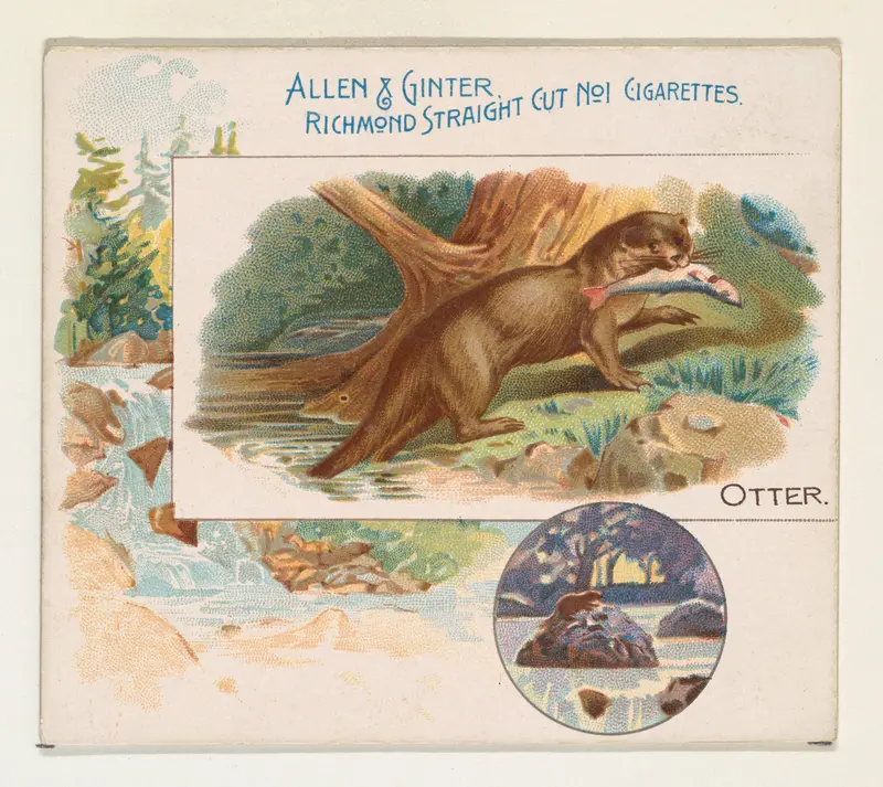 Otter, from Quadrupeds series (N41) for Allen & Ginter Cigarettes Wall Art by Allen & Ginter - High-Resolution Digital Print