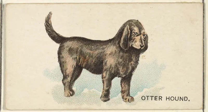 Otter Hound, from the Dogs of the World series for Old Judge Cigarettes Wall Art by Goodwin & Company - High-Resolution Digital Print