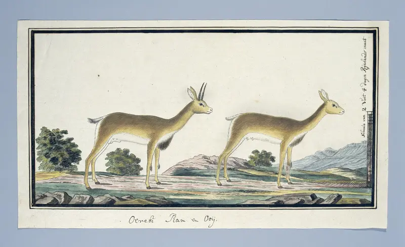Ourebia ourebi (Oribi) Wall Art by Robert Jacob Gordon - High-Resolution Digital Print