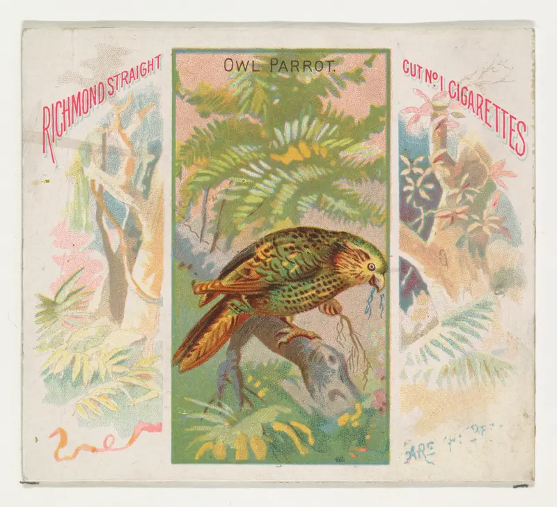 Owl Parrot, from Birds of the Tropics series (N38) for Allen & Ginter Cigarettes Wall Art by Allen & Ginter - High-Resolution Digital Print