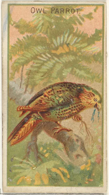 Owl Parrot, from the Birds of the Tropics series (N5) for Allen & Ginter Cigarettes Brands Wall Art by Allen & Ginter - High-Resolution Digital Print