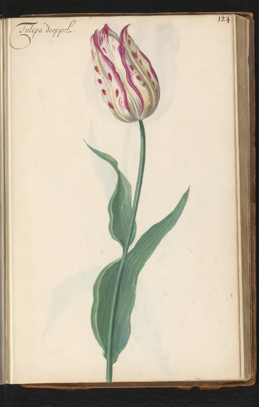 Paars gestippelde tulp (Tulipa) Wall Art by anonymous - High-Resolution Digital Print
