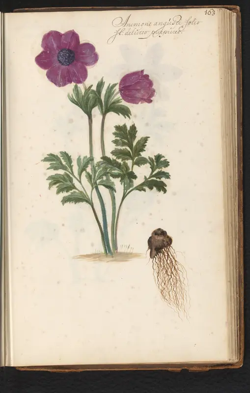Paarse anemoon met bol (Anemone) Wall Art by anonymous - High-Resolution Digital Print