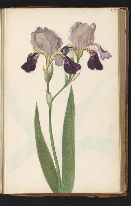 Paarse baardiris (Iris germanica) Wall Art by anonymous - High-Resolution Digital Print