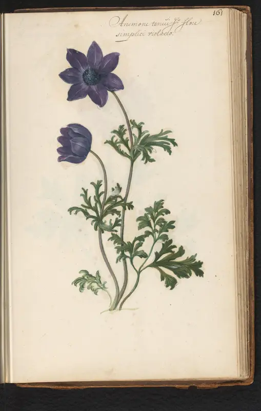 Paarse kransanemoon (Anemone coronaria) Wall Art by anonymous - High-Resolution Digital Print