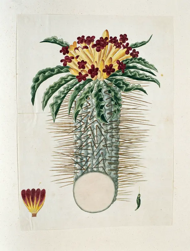 Pachypodium namaquanum (Wylie ex. Harv.) Welw Wall Art by Robert Jacob Gordon - High-Resolution Digital Print