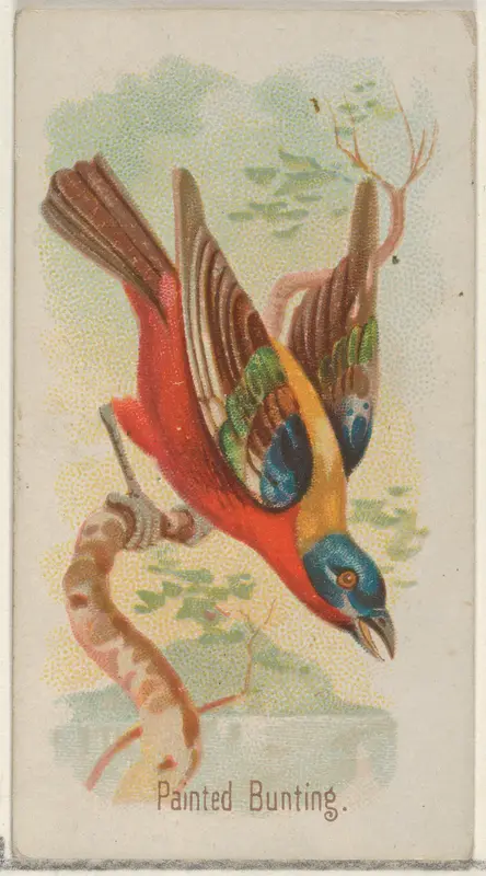 Painted Bunting, from the Song Birds of the World series (N23) for Allen & Ginter Cigarettes Wall Art by Allen & Ginter - High-Resolution Digital Print