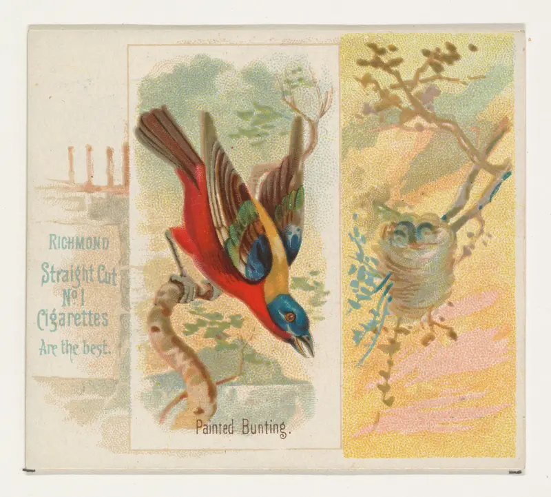 Painted Bunting, from the Song Birds of the World series (N42) for Allen & Ginter Cigarettes Wall Art by Allen & Ginter - High-Resolution Digital Print