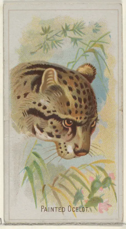 Painted Ocelot, from the Wild Animals of the World series (N25) for Allen & Ginter Cigarettes Wall Art by Allen & Ginter - High-Resolution Digital Print