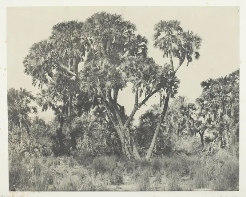 Palmiers Doums, Haute-Egypte, plate 22 from the album "Egypte, Nubie, Palestine et Syrie" (1852)