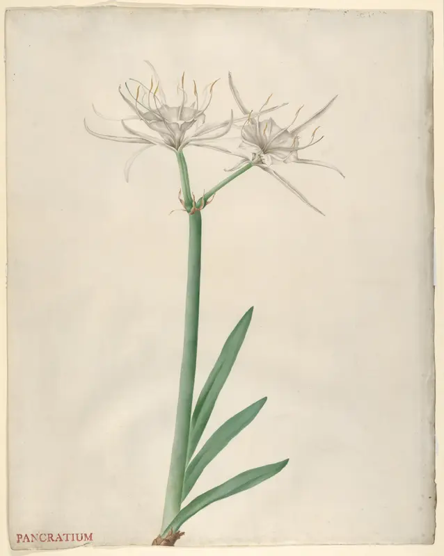 Pancratium (American narcissus) Wall Art by Georg Dionysius Ehret - High-Resolution Digital Print