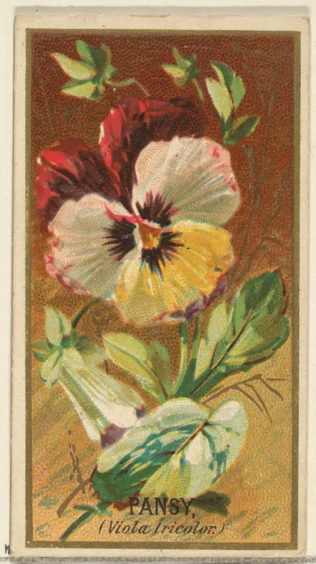 Pansy (Viola tricolor), from the Flowers series for Old Judge Cigarettes Wall Art by Goodwin & Company - High-Resolution Digital Print