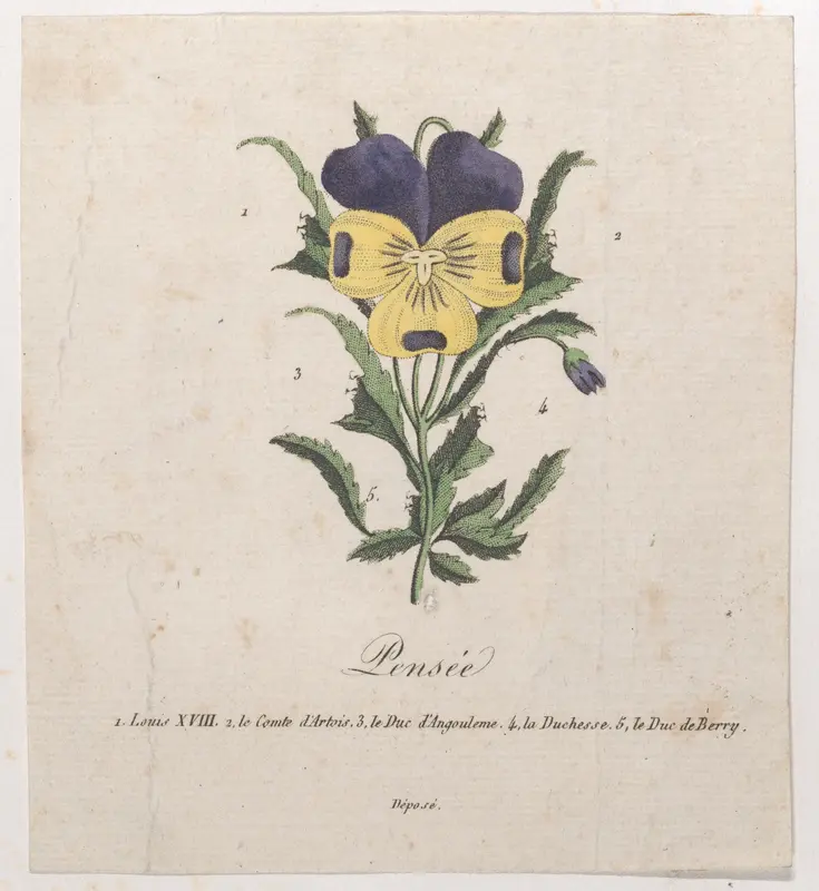 Pansy with hidden silhouettes Wall Art by Anonymous - High-Resolution Digital Print